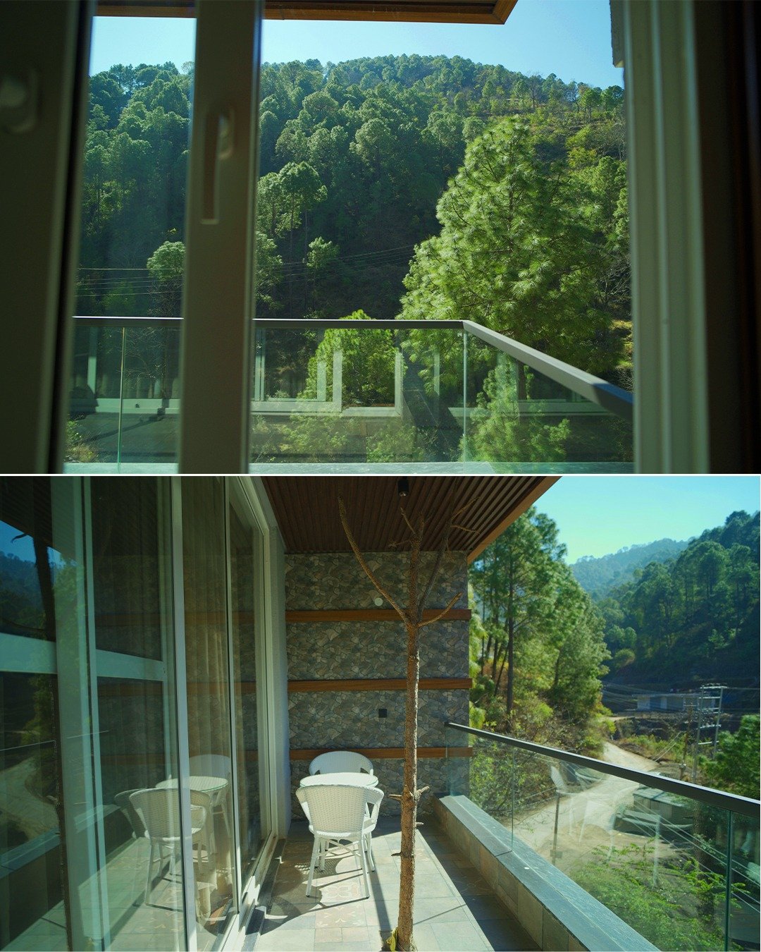 Morning walk through the pine forest trail